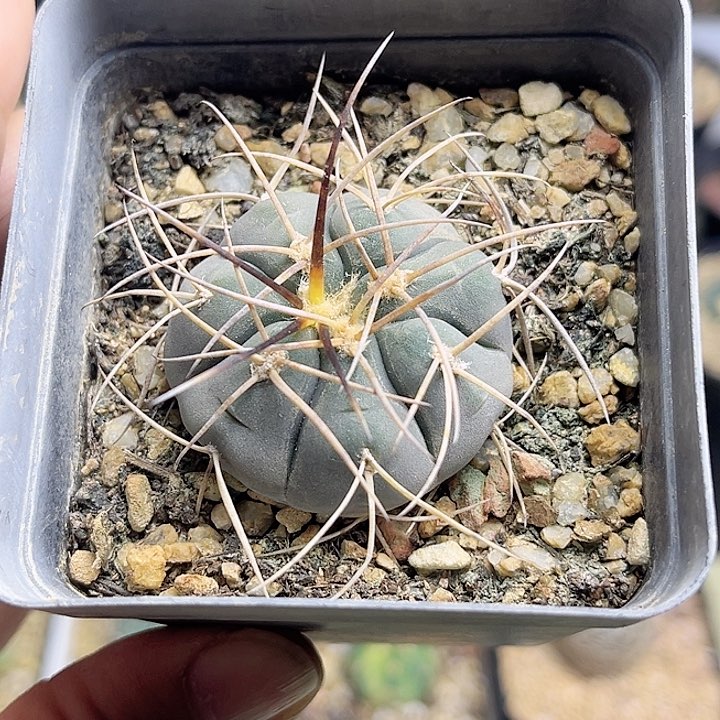 实生渡边光淋玉3.6公分