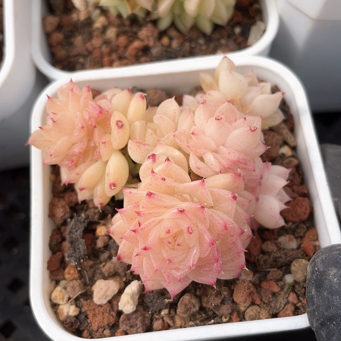 优选麦秆福利9567