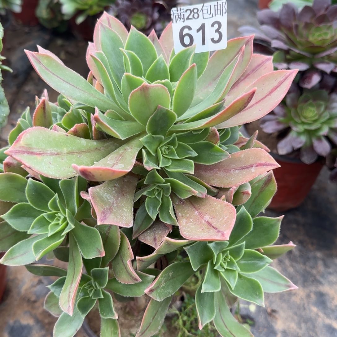 红叶多肉613满28包邮断枝不包