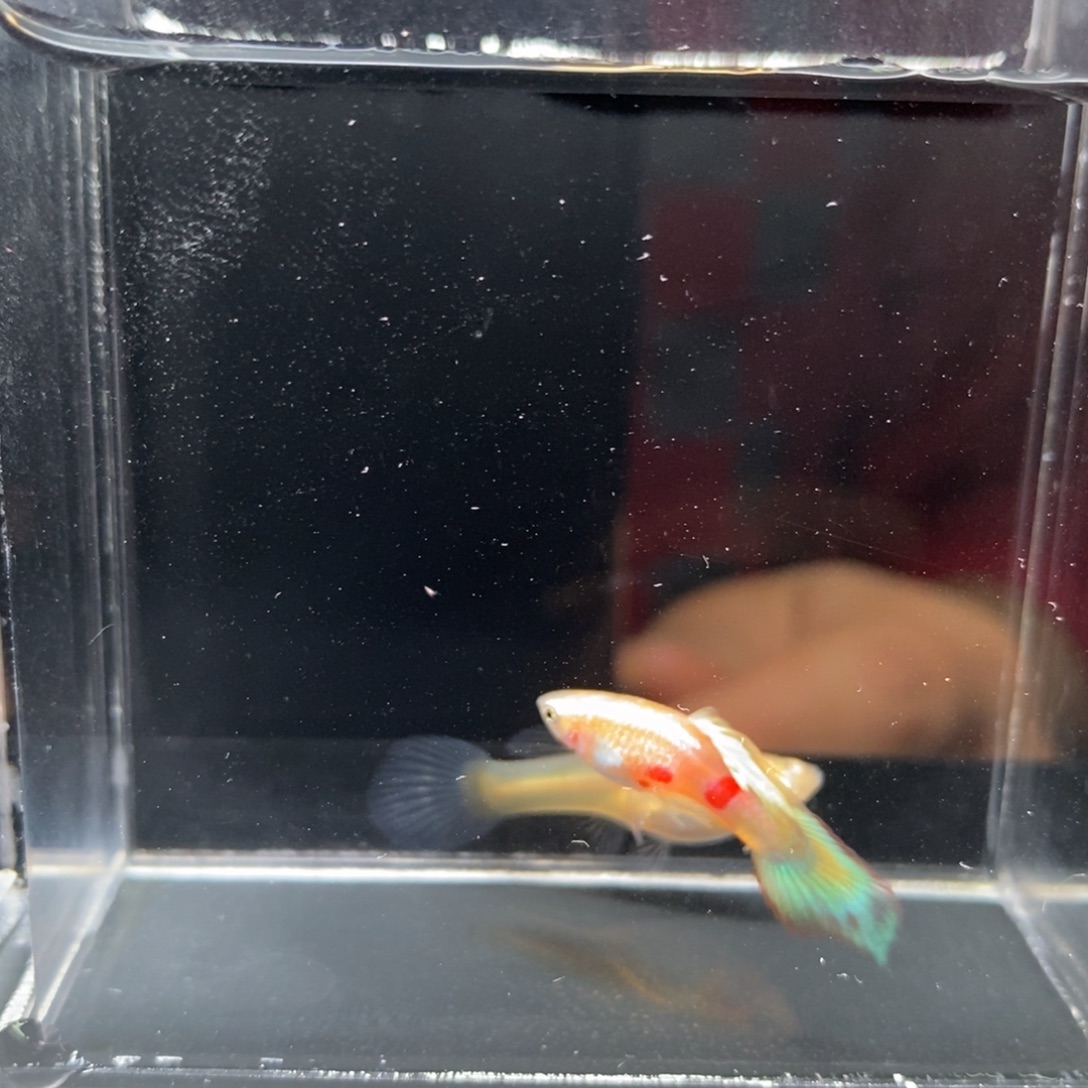 孔雀鱼黄化矛尾一对