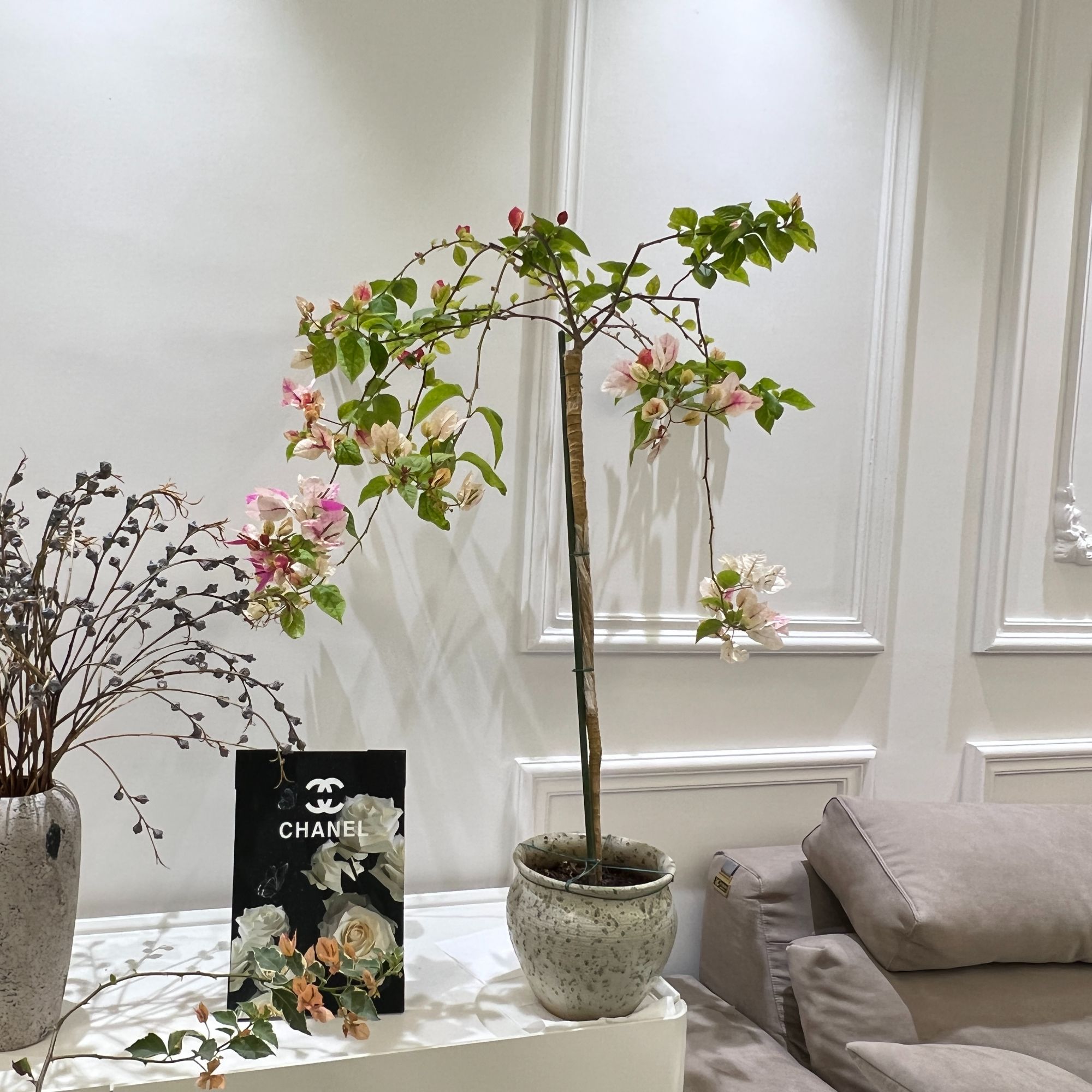 三角梅小叶紫根接漳红樱成品一盆（木架发货）