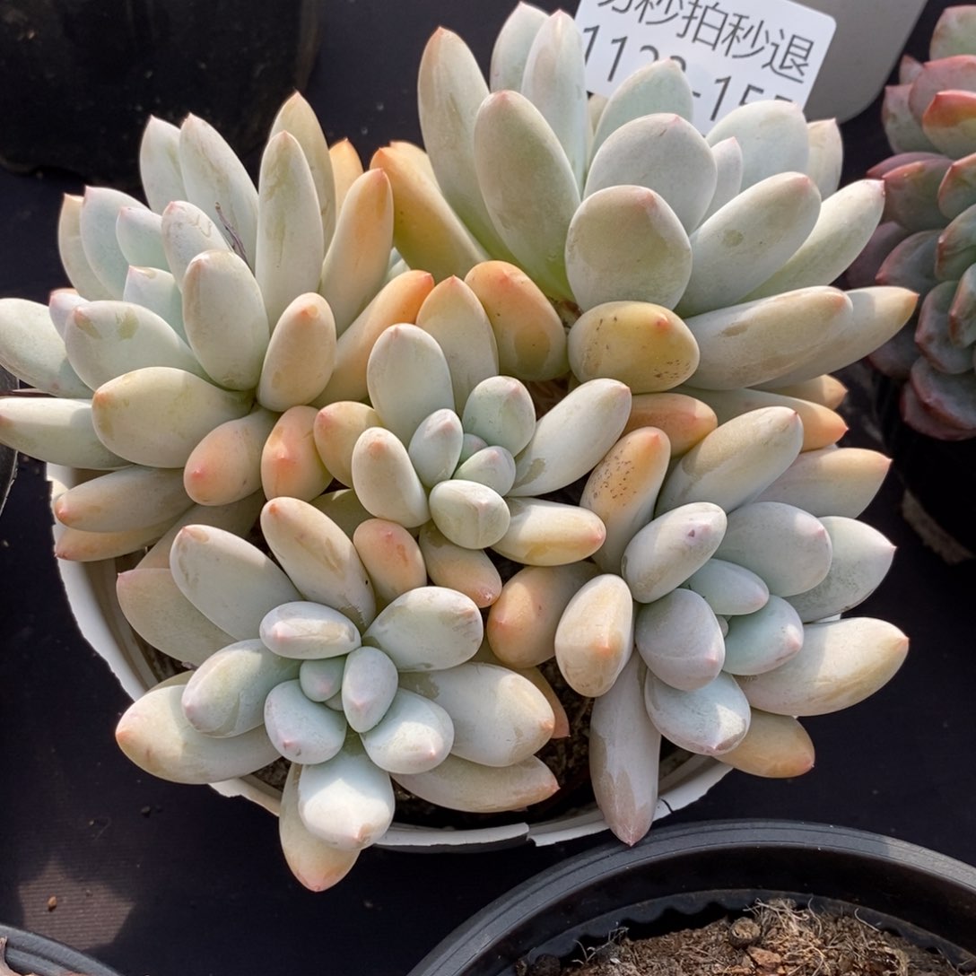 两单包邮1123-155香锁