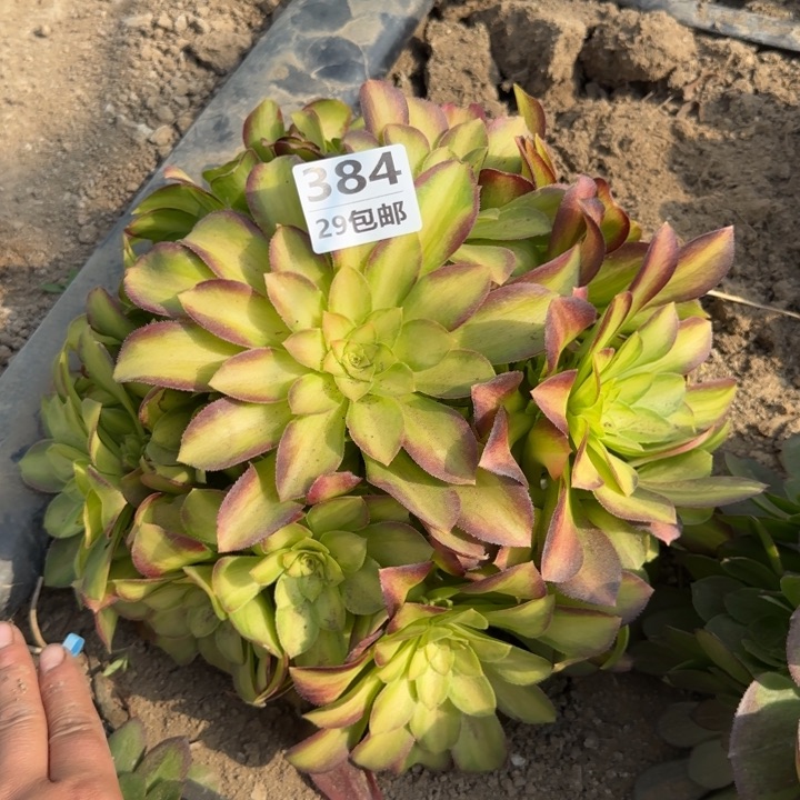 韶华……多肉植物……