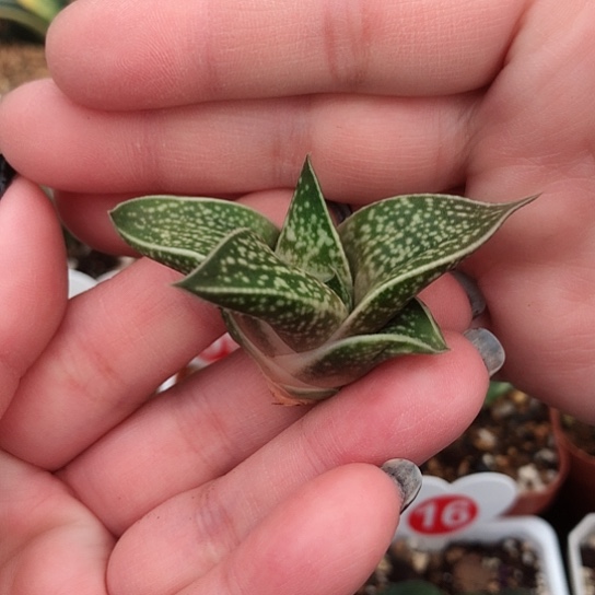 龙虎霸侧牙无根十二卷