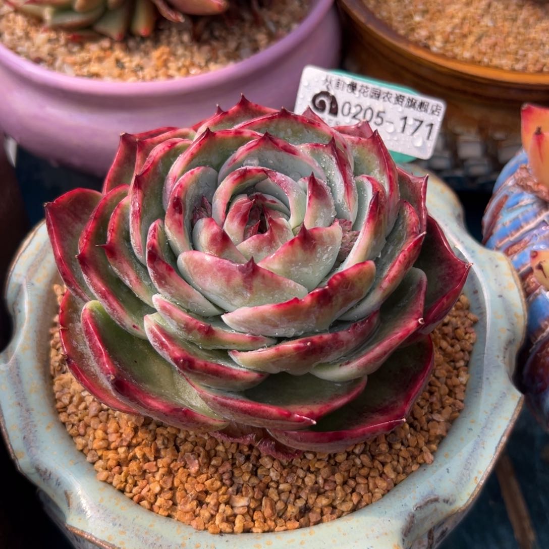 多肉一物一拍0205-171