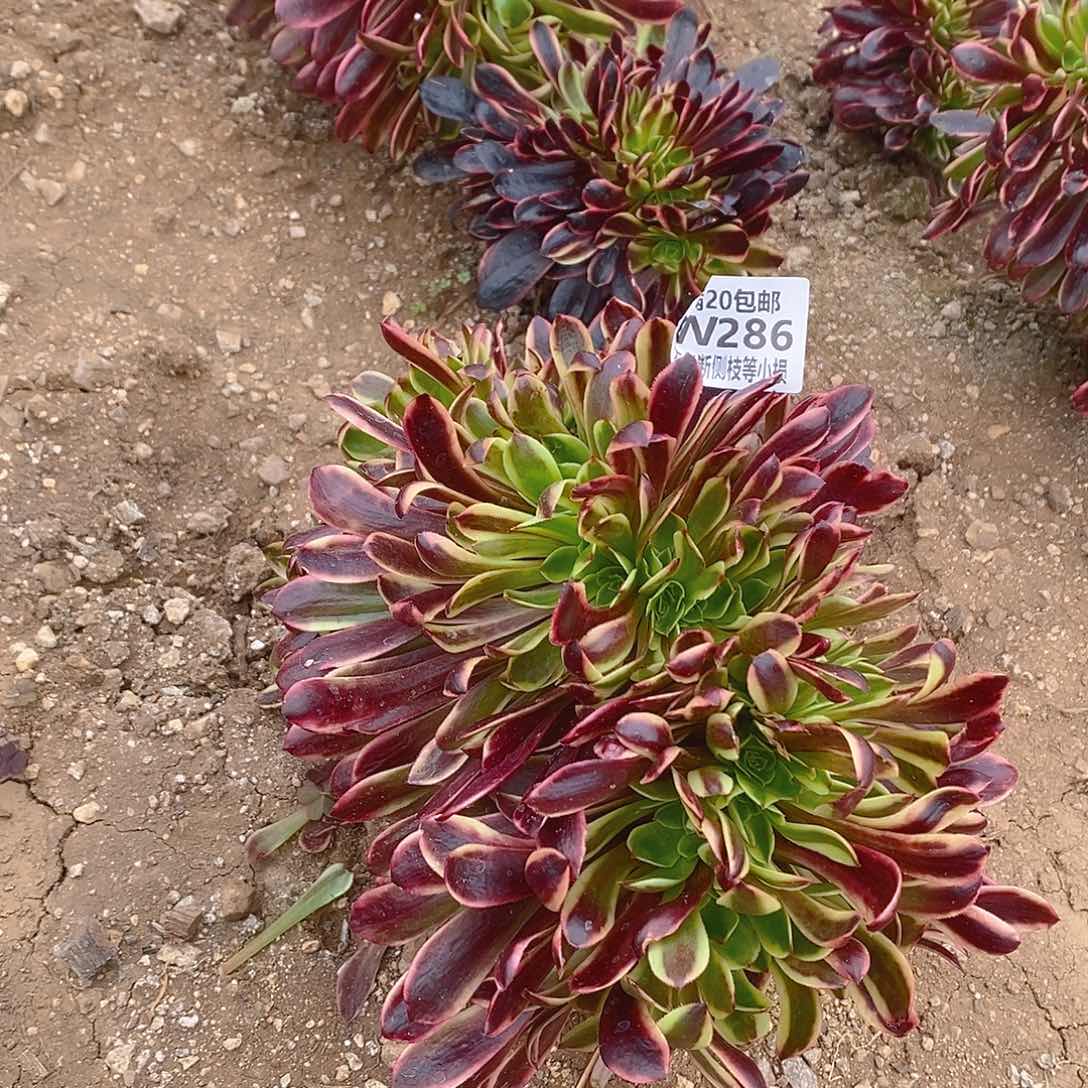 286欧佳丽缀化多肉法师锦