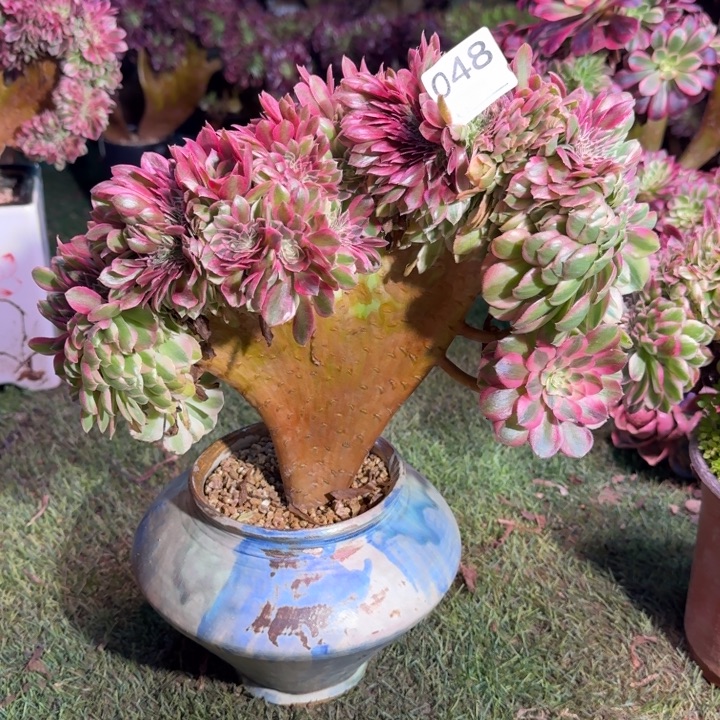 倾城法师锦缀化048