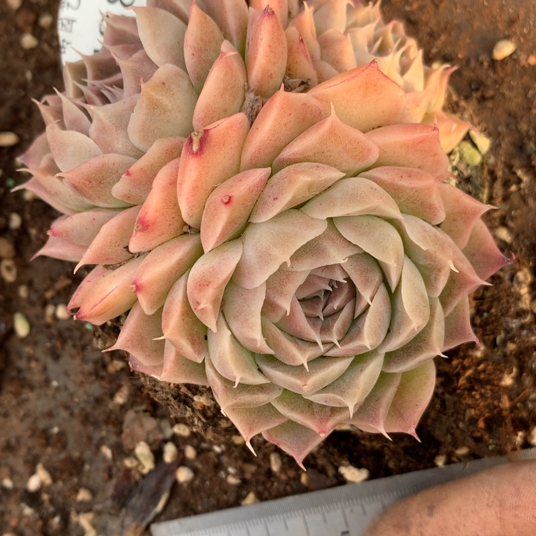 7438杂交多肉植物