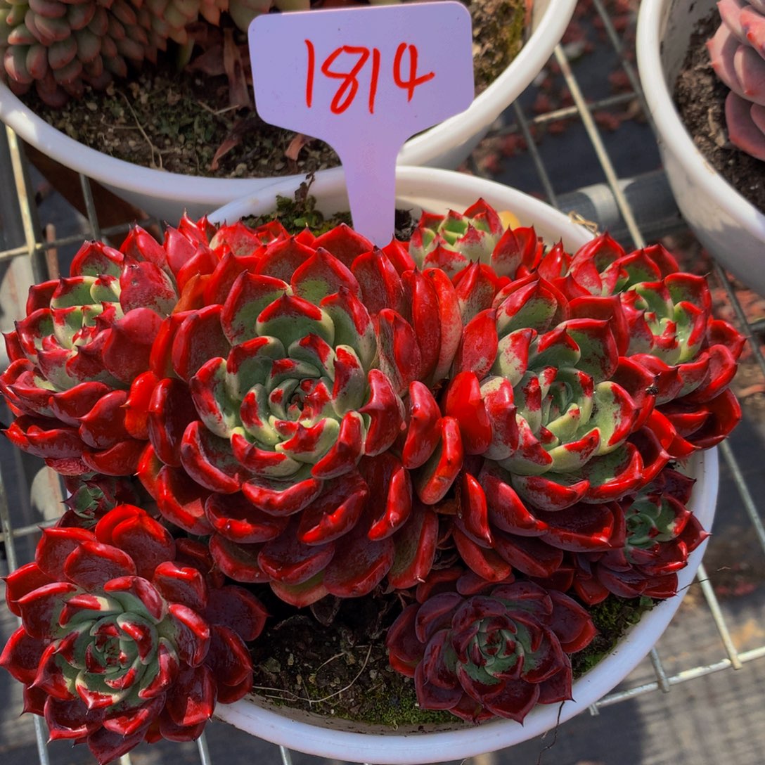 1814-15-40一物一拍