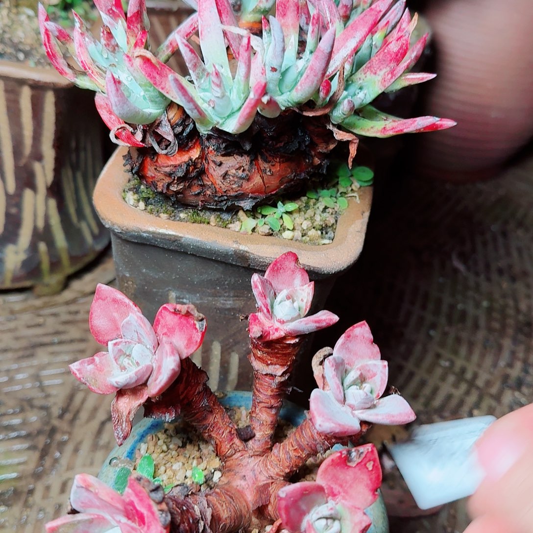 6650两颗仙女杯多肉