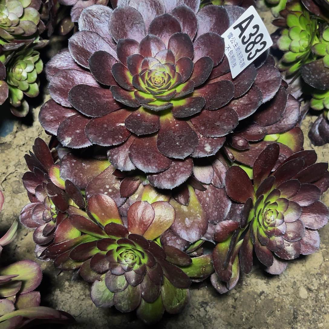 法师法师16/1包邮法师