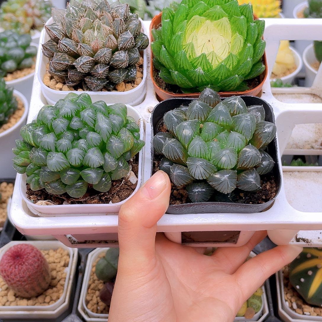 玉露四件套多肉，原盆