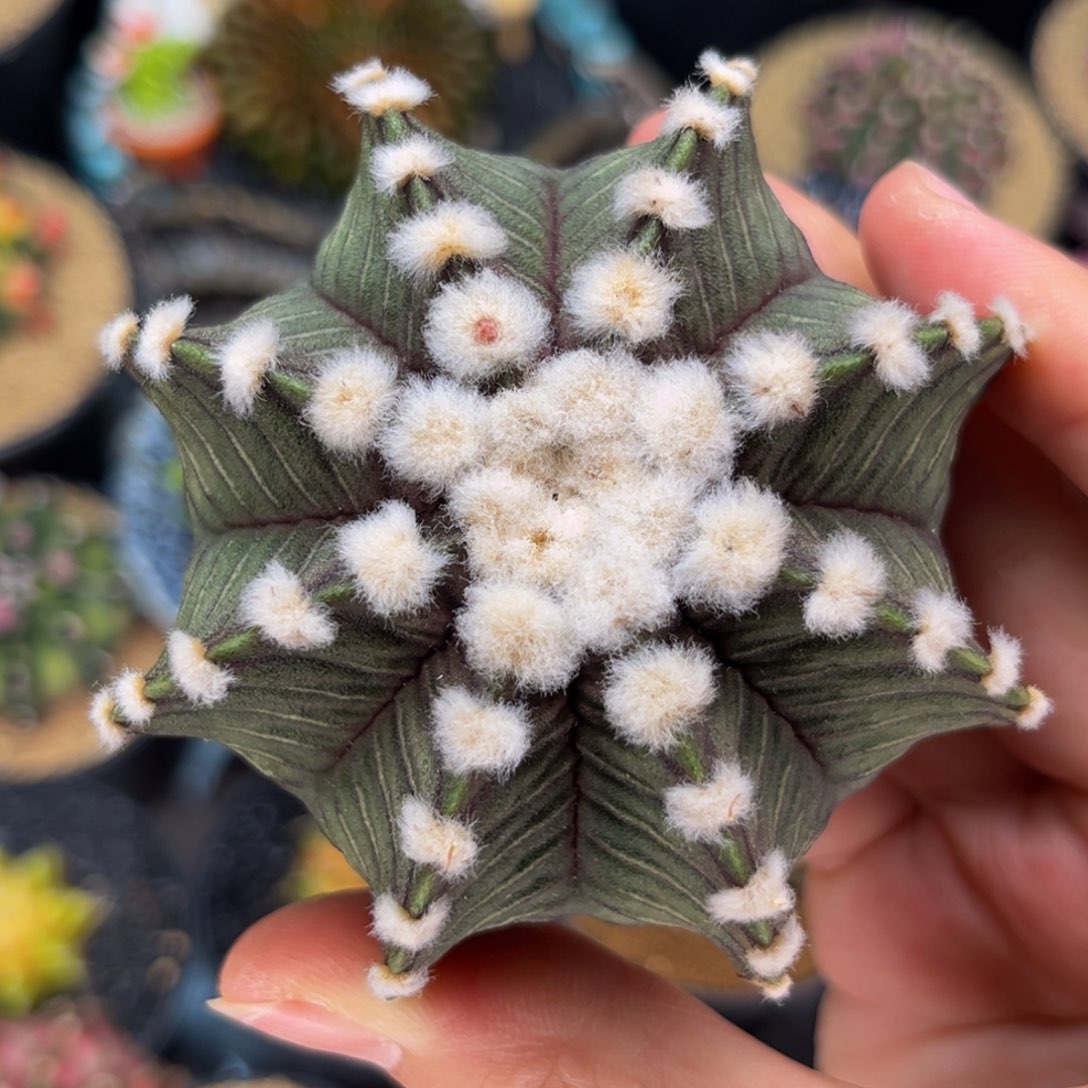 高绒VOS肋骨 米哈仙人球