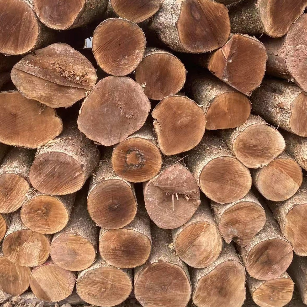 金丝楠木（小叶桢楠）一物一拍（偏远地区拍)