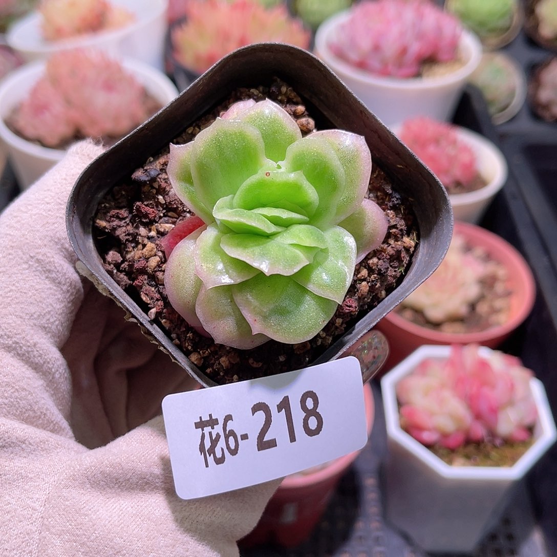 花利美6-218冰玫瑰