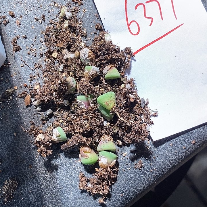 绝***师6377。  一组。      