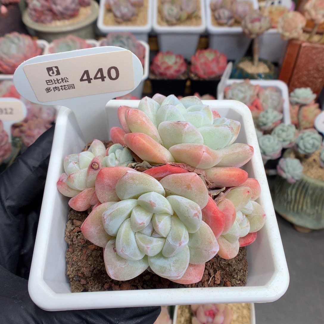 440 四头带崽冰玉多肉