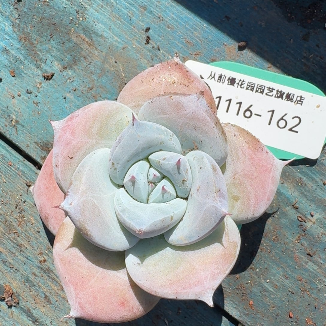 从前慢多肉精选编号1116.162