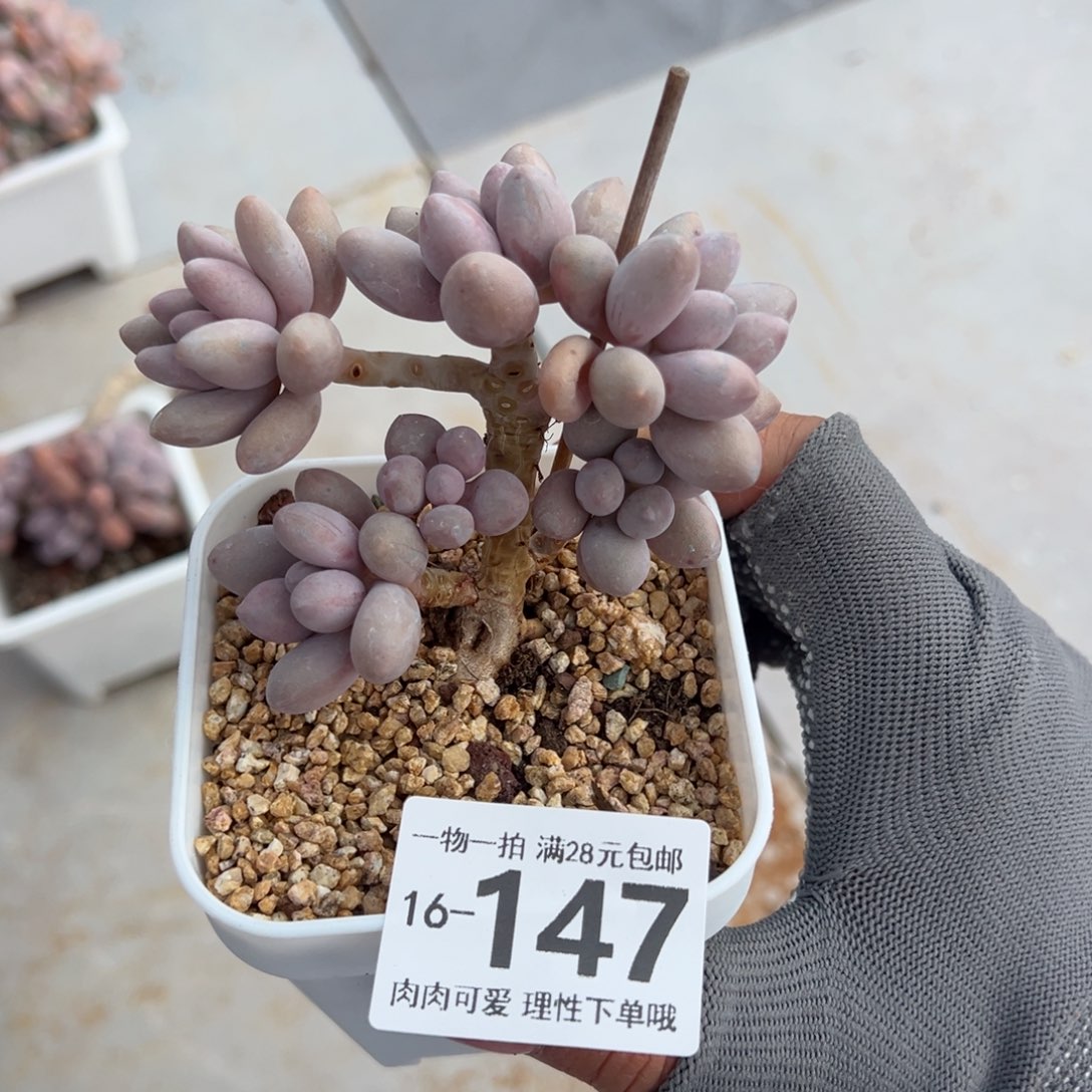 汤圆多肉多肉多肉多