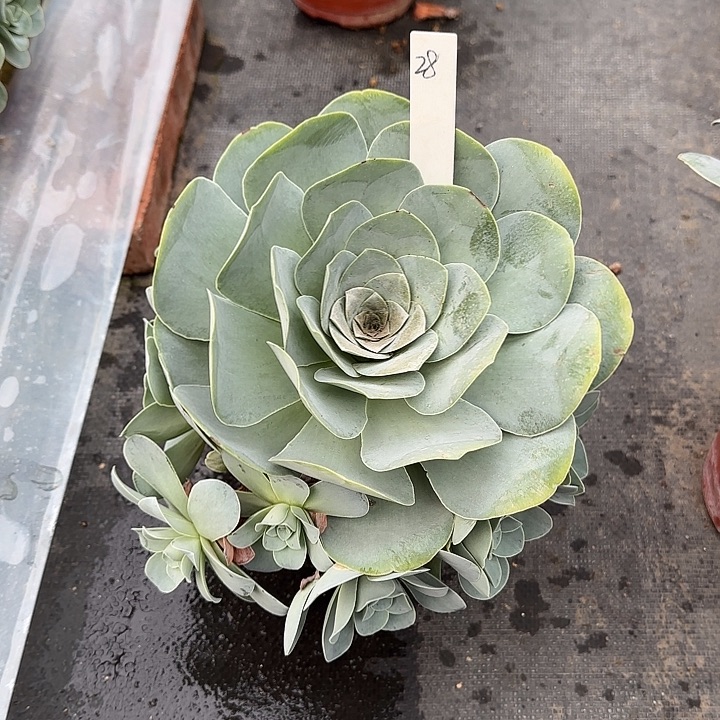 山地玫瑰一物一拍，脱土发，28号，不包断侧芽