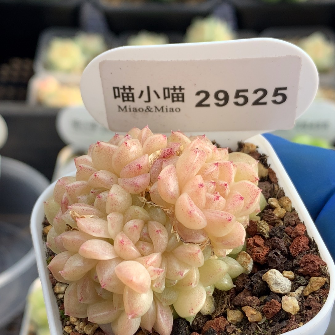 多肉植物杂交珍妮