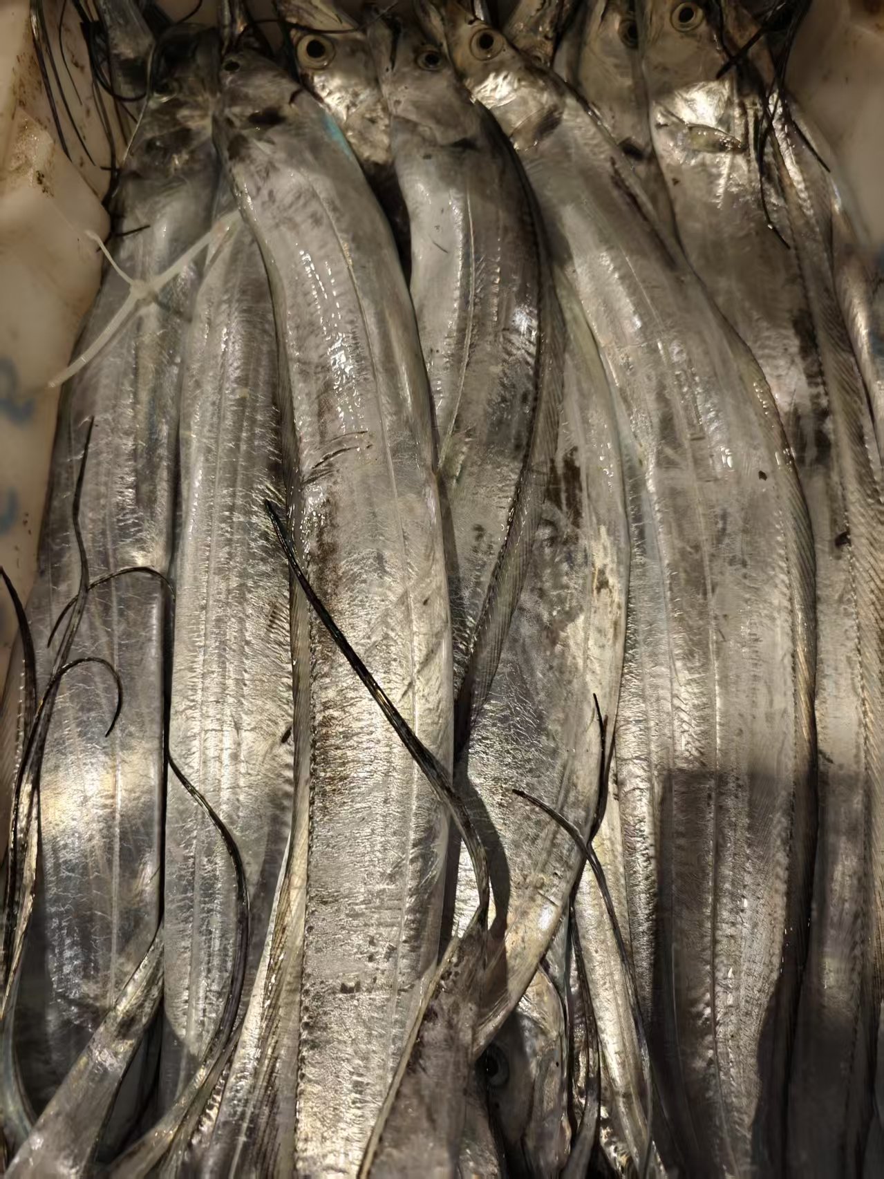 [5斤带鱼】野生海捕5斤鹰钩嘴小眼带油带鱼【介意破肚勿拍】