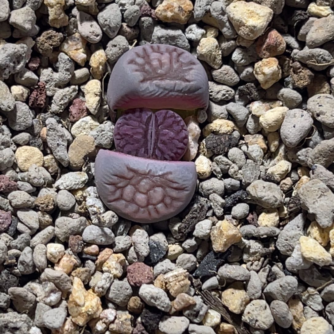 1491紫菊1尺寸1.3