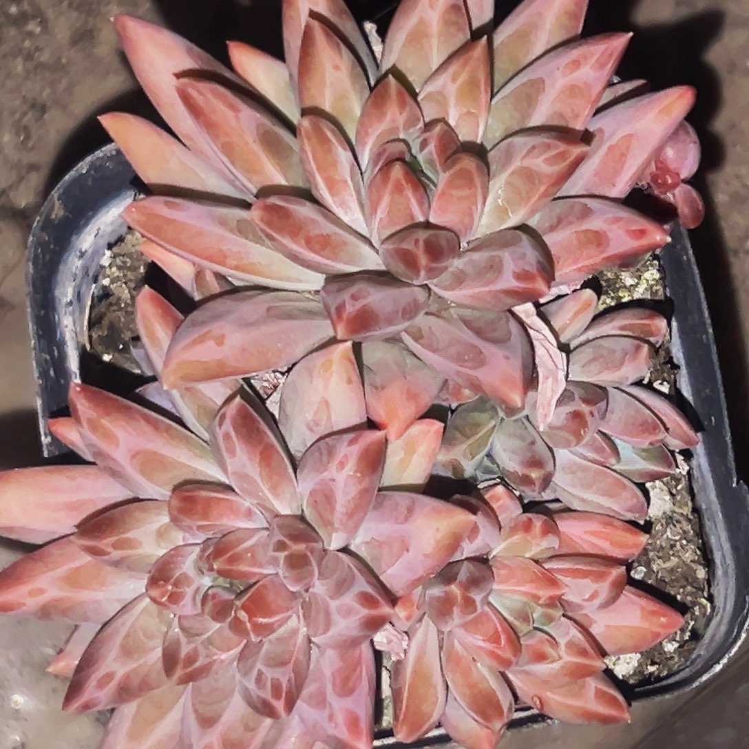 桔云多肉美人精品系列