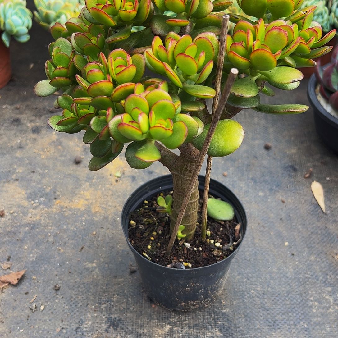 摇钱树一物一拍链接