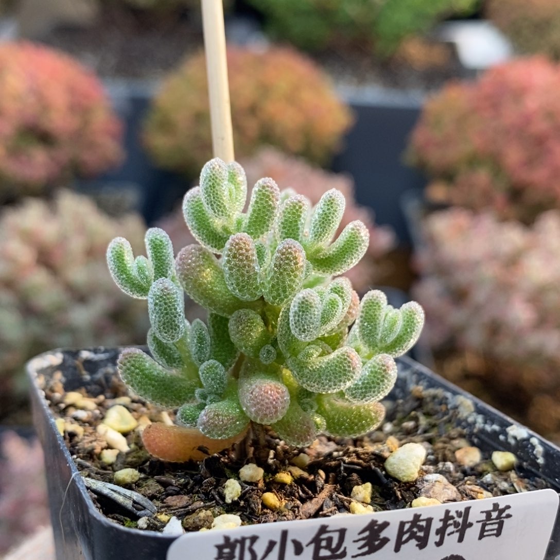 优选冰晶6710枝干番杏