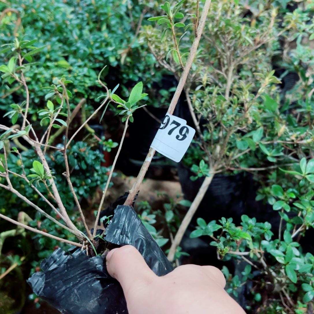 完全开放心*杜鹃花科植物有花