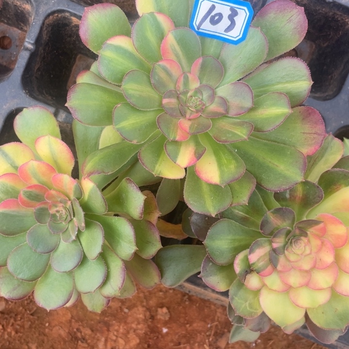 103三个韶秀七彩单头法师