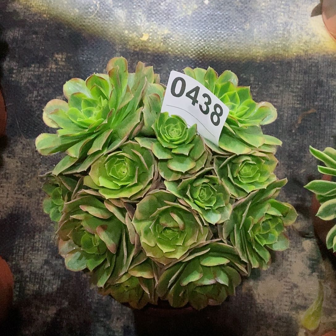 红陶0438奶白3丛林