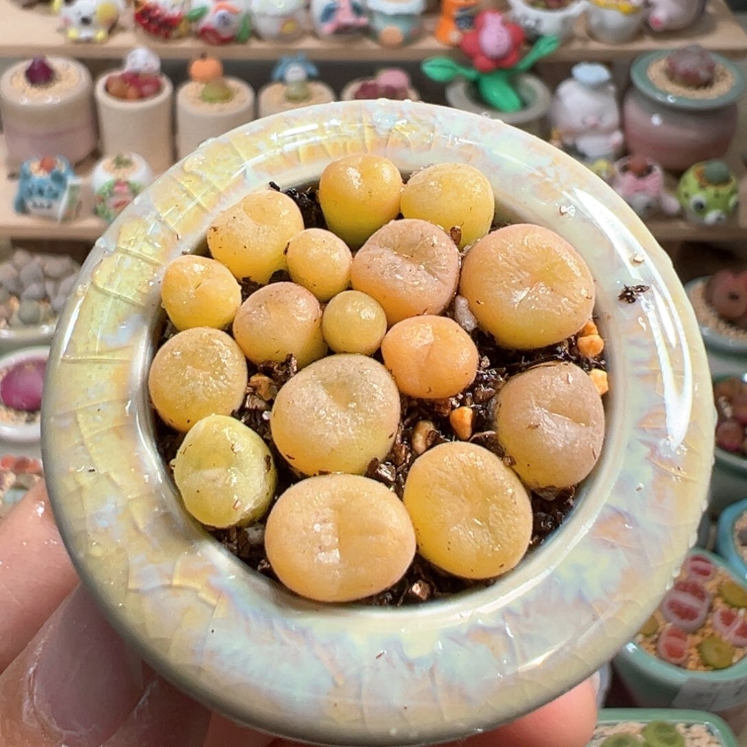 多肉植物28号空卡佛