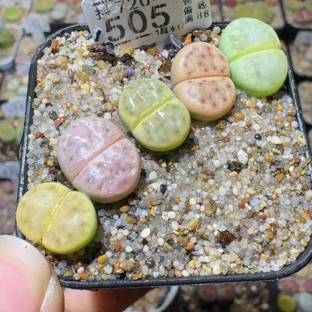 Sss清仓大放送505