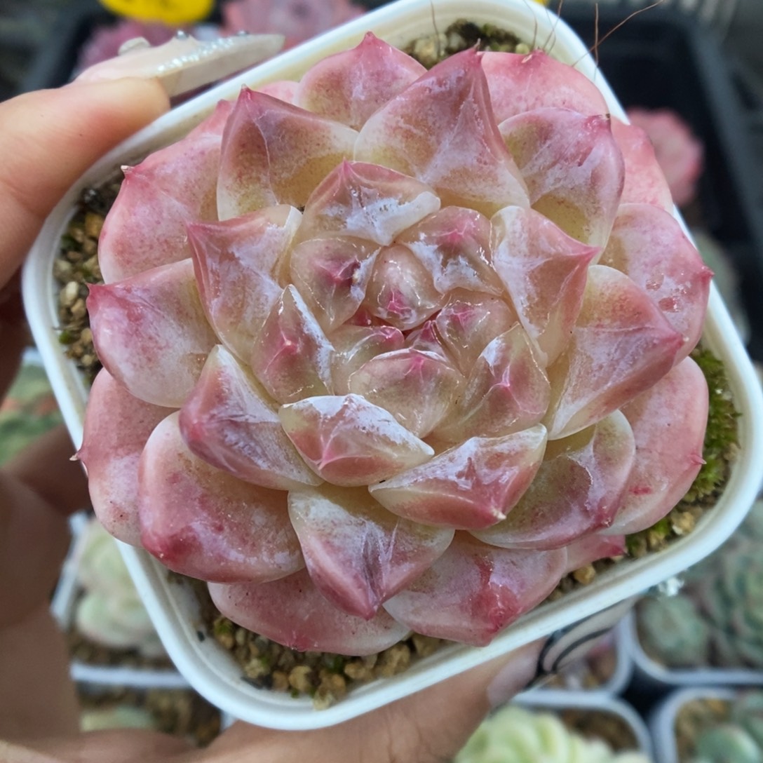 糖心粉魄可拍5530号。  