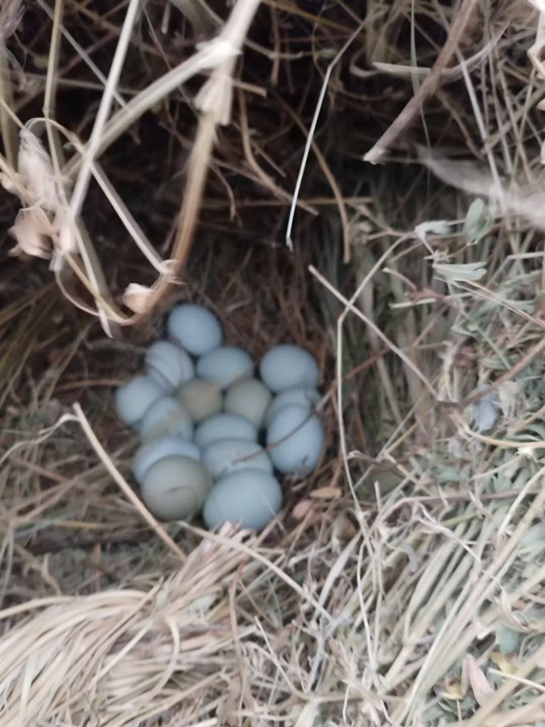 甘肃农家绿皮土鸡蛋