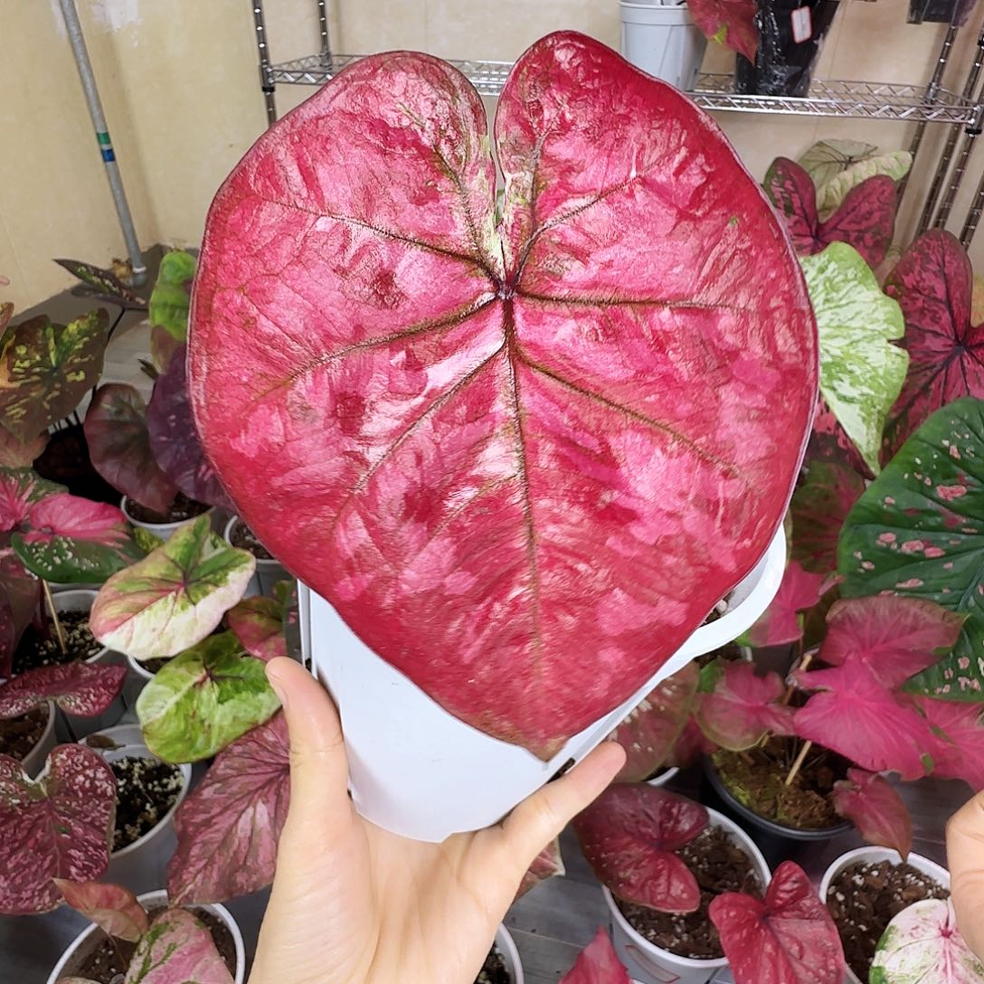 完全开放        31 