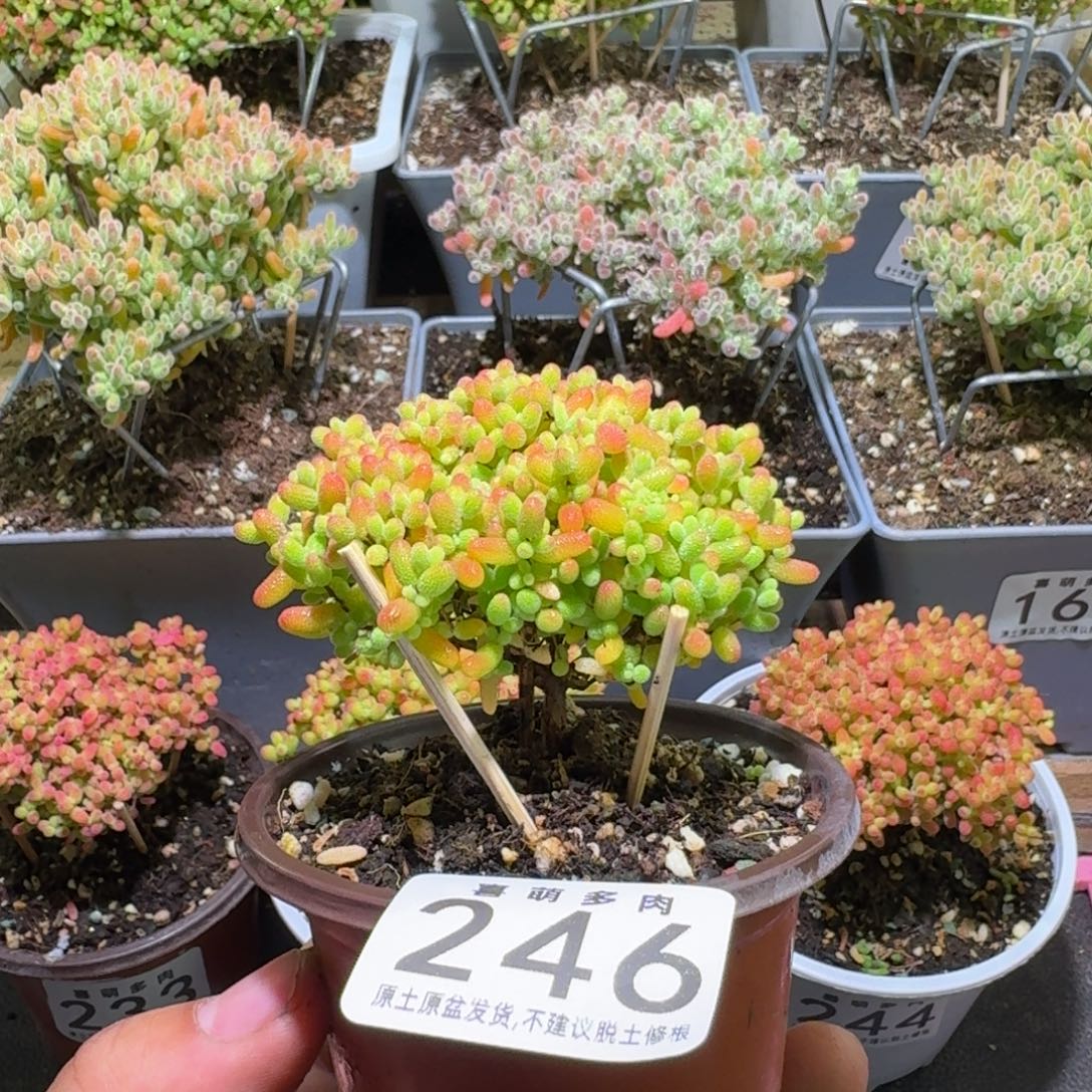 枝干番杏蜜橘糖球246