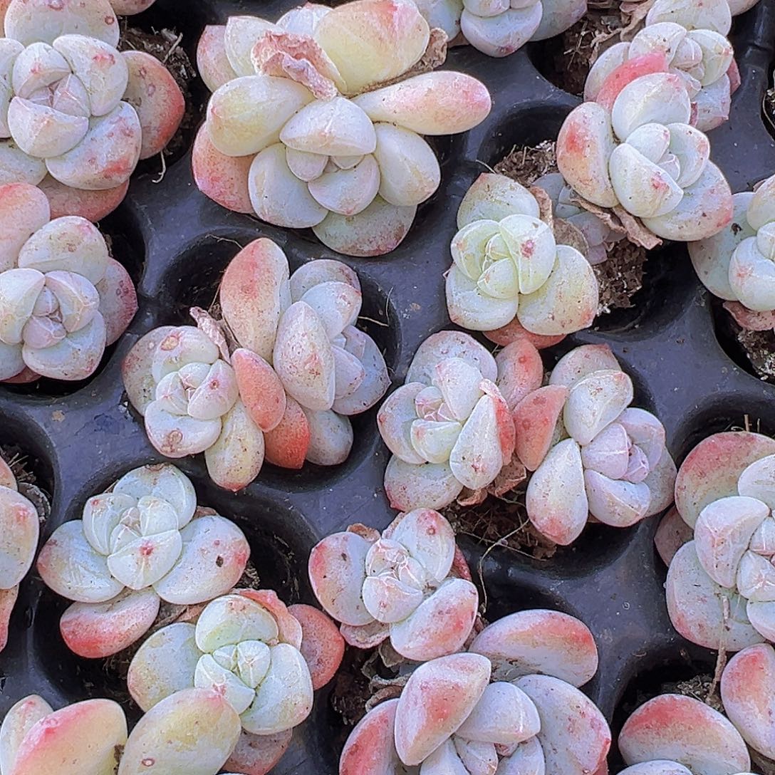 双头冰玉苗5颗多肉