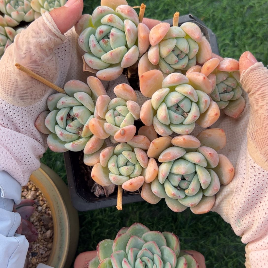 446 满38包邮一物一拍