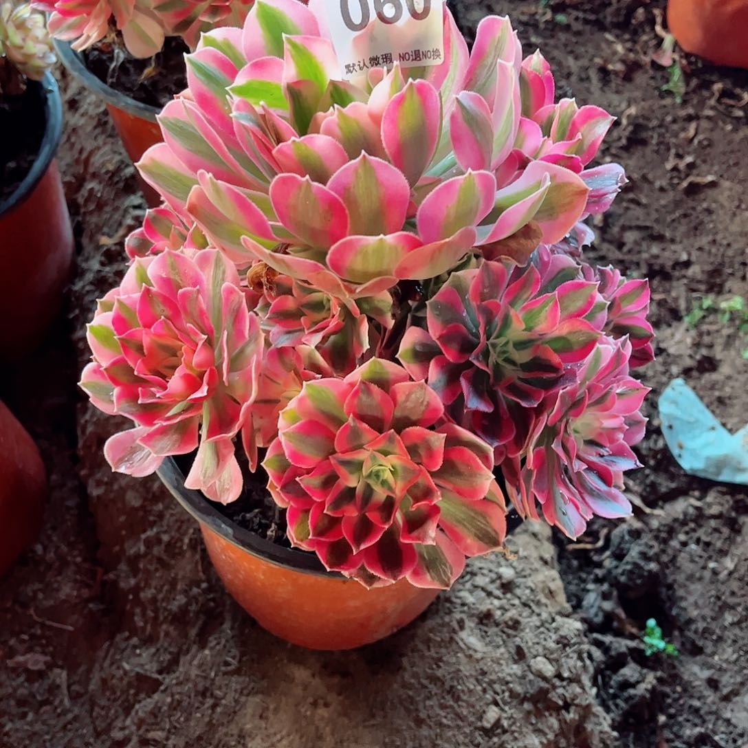 无花朵多肉植物060