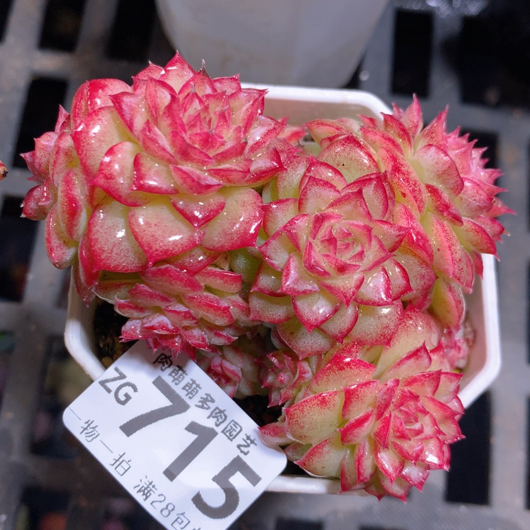 5CM拇指盆精控多肉ZG715