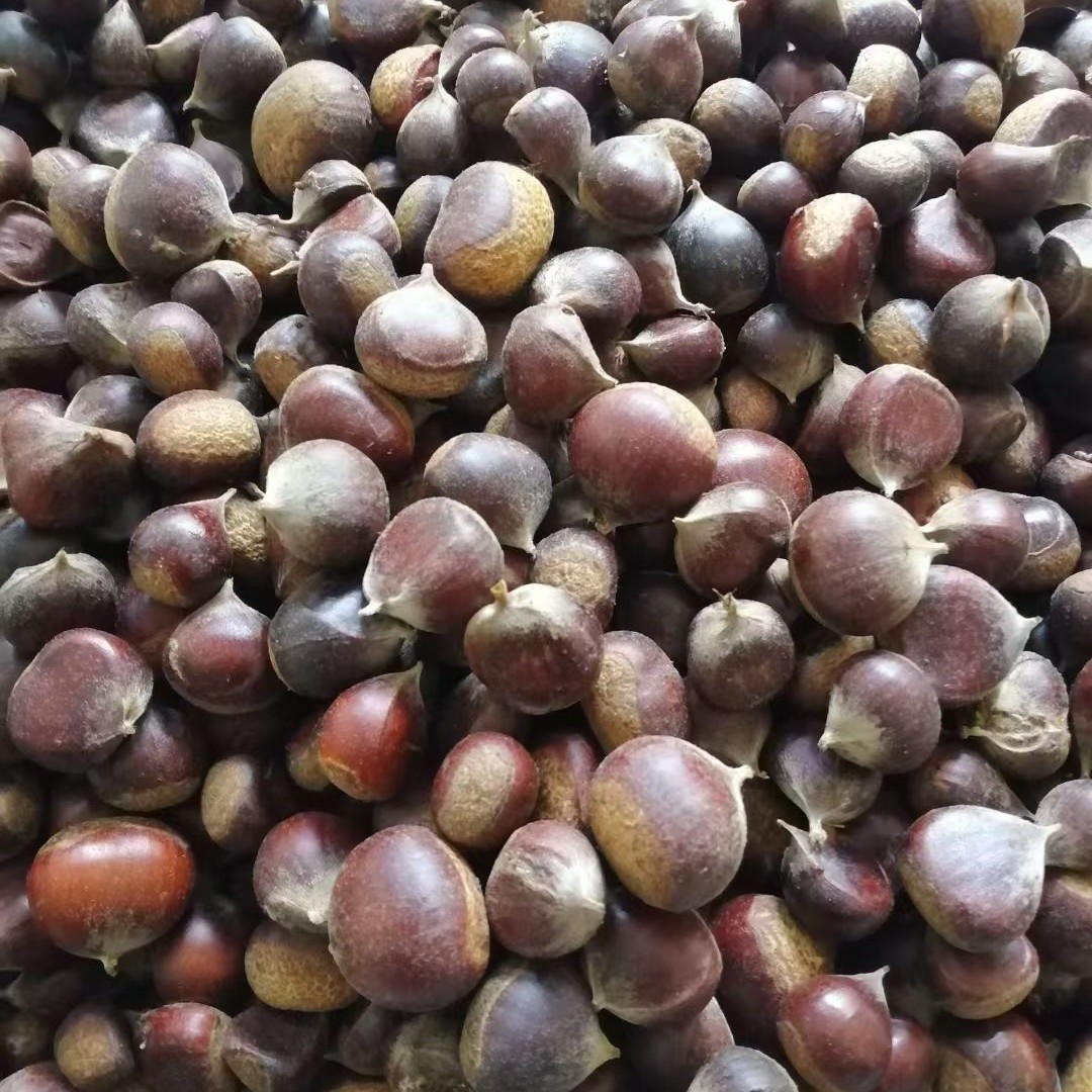 贵州威宁野生小茉莉