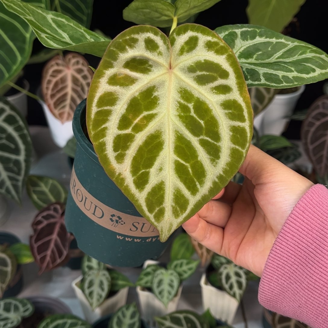 无花朵银虎杂5789