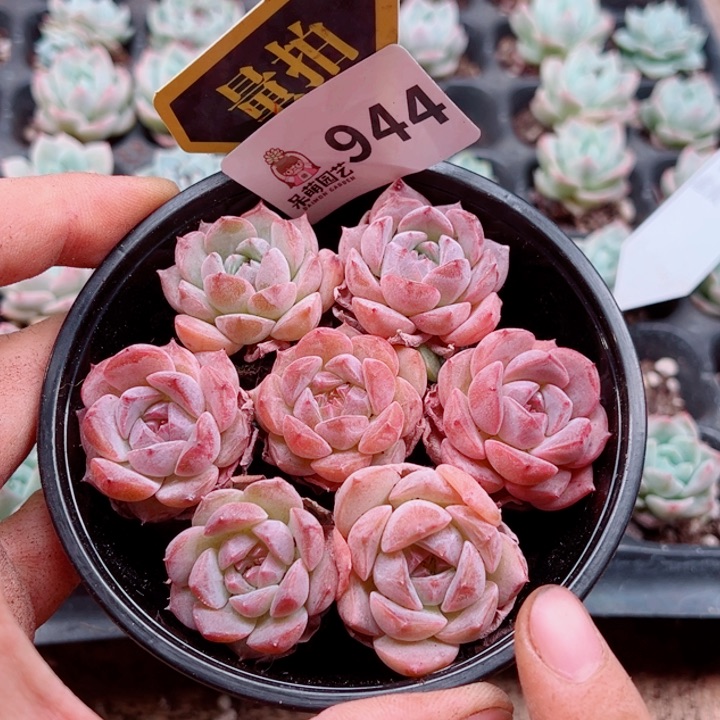 多肉植物多肉植物