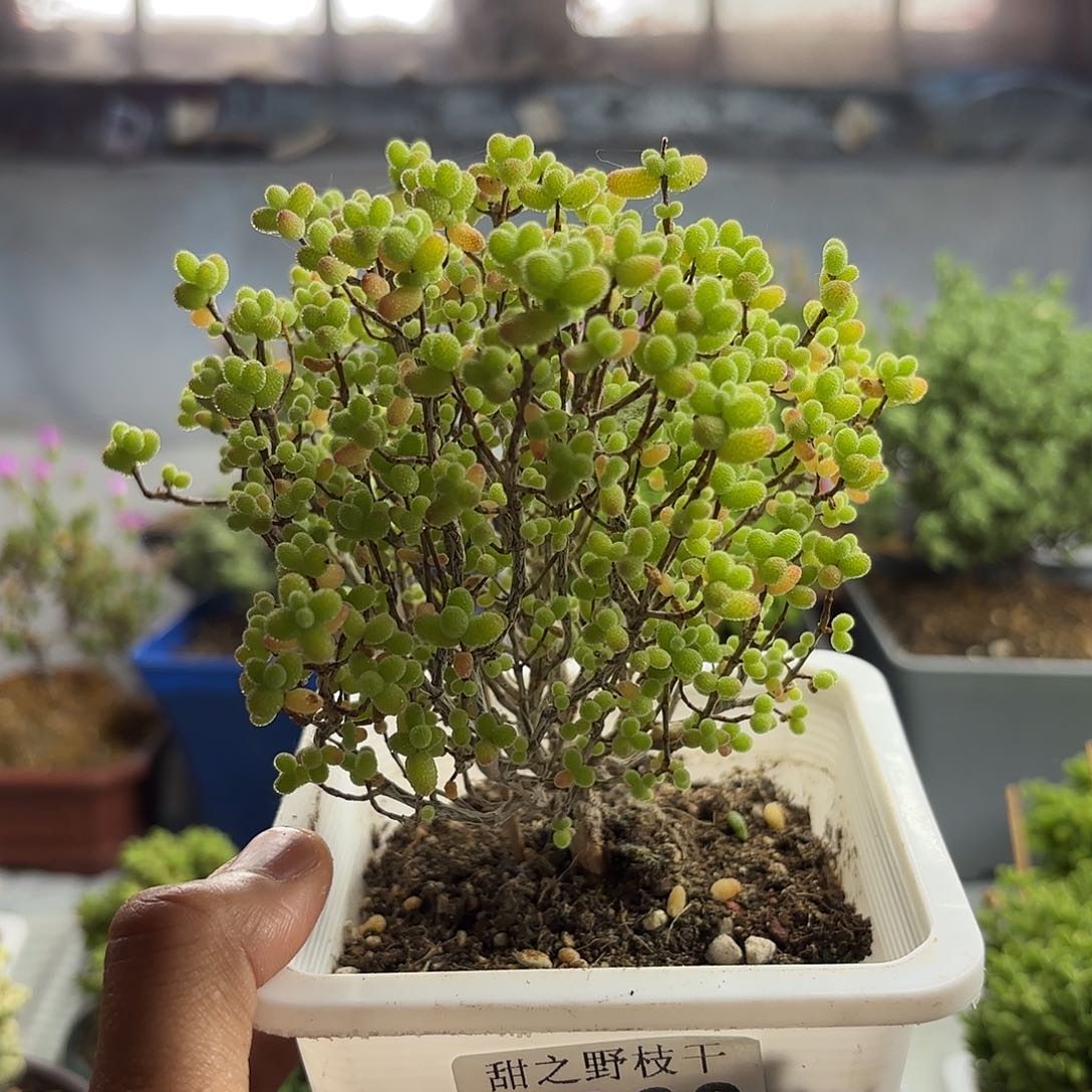 663金橘糖球枝干