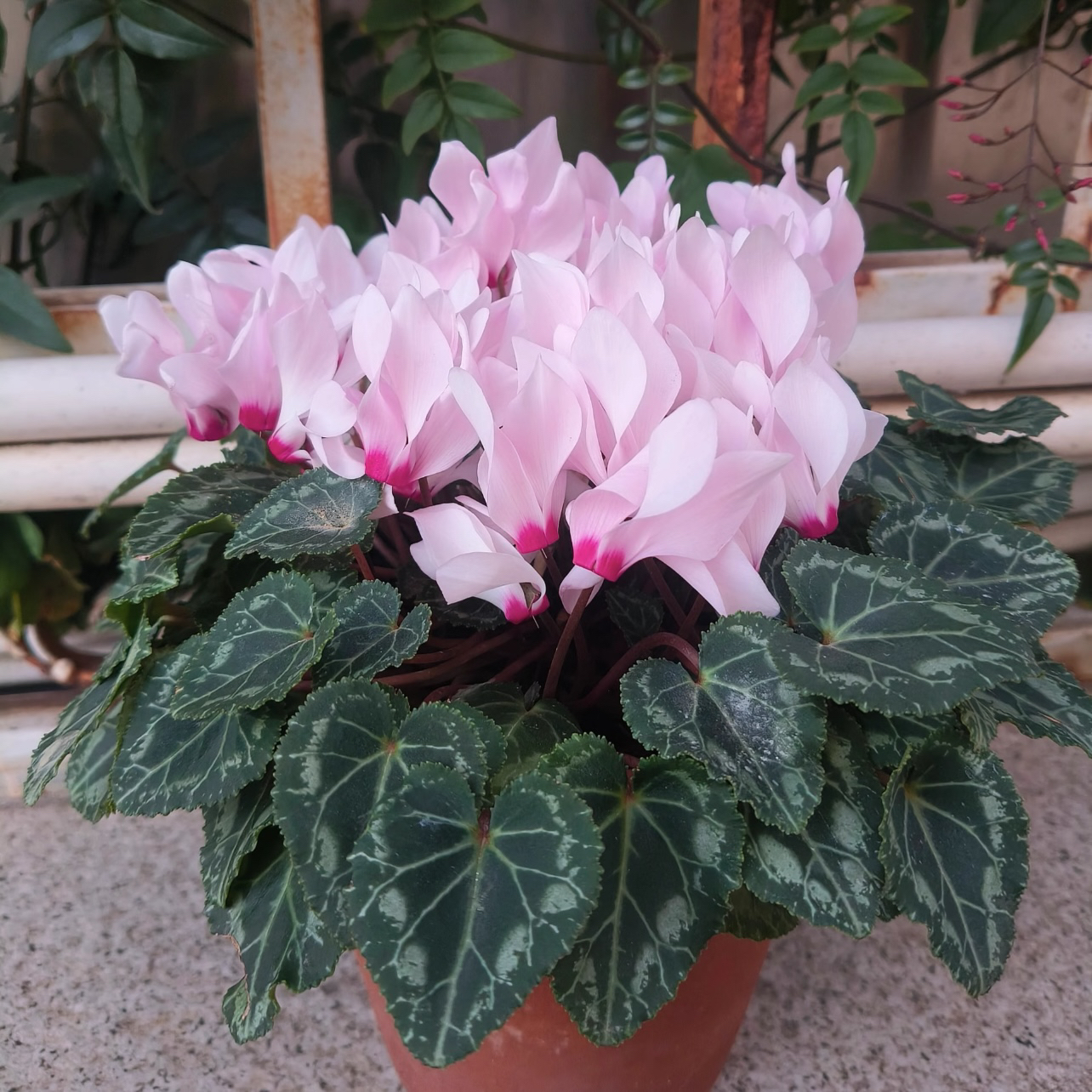 玉兔仙客来盆栽丛生庭院植物清香新手易养护爆花强喜水