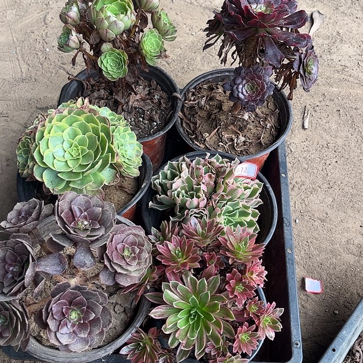 272多肉植物组合，