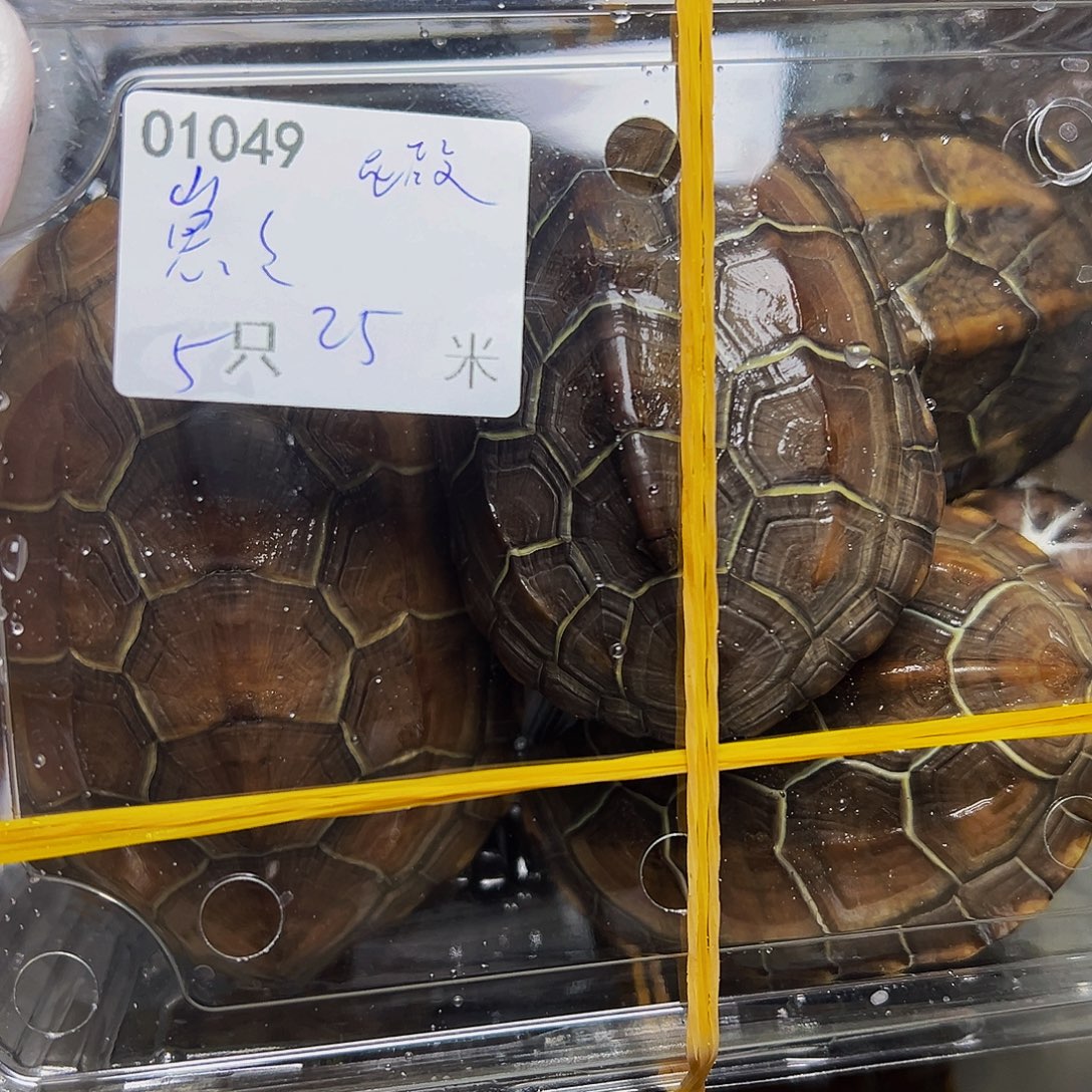 崽***啥中华草龟不分公母